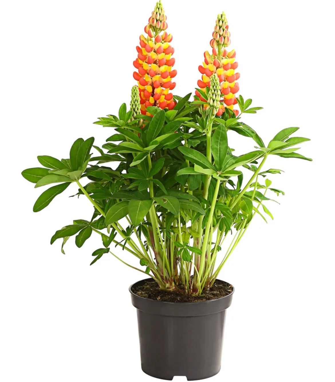 Lupine 'West Country', verschiedene Farben