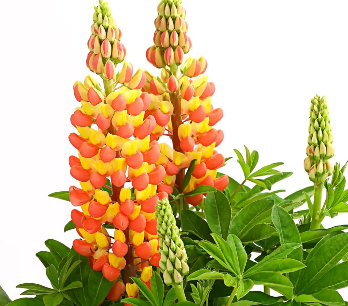 Lupine 'West Country', verschiedene Farben