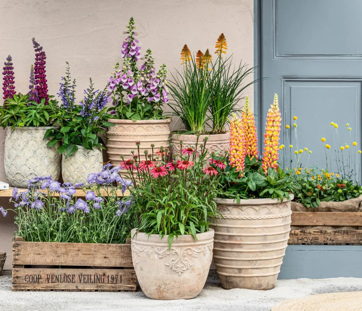 Lupine 'West Country', verschiedene Farben