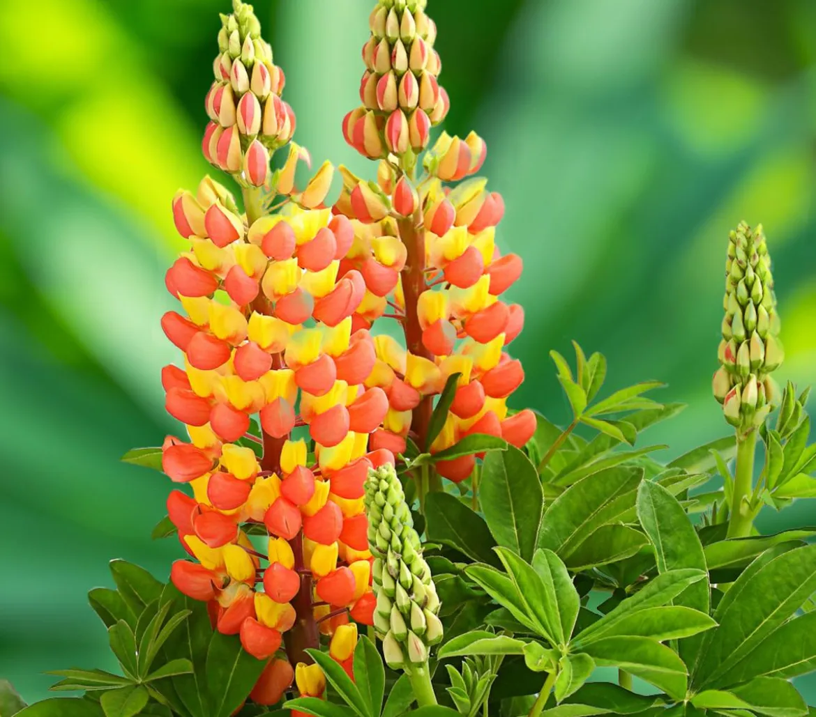 Lupine 'West Country', verschiedene Farben
