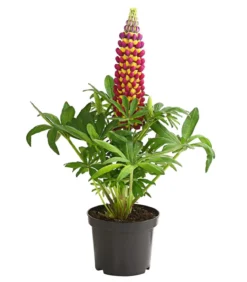 Lupine 'West Country', verschiedene Farben