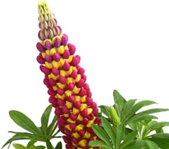 Lupine 'West Country', verschiedene Farben