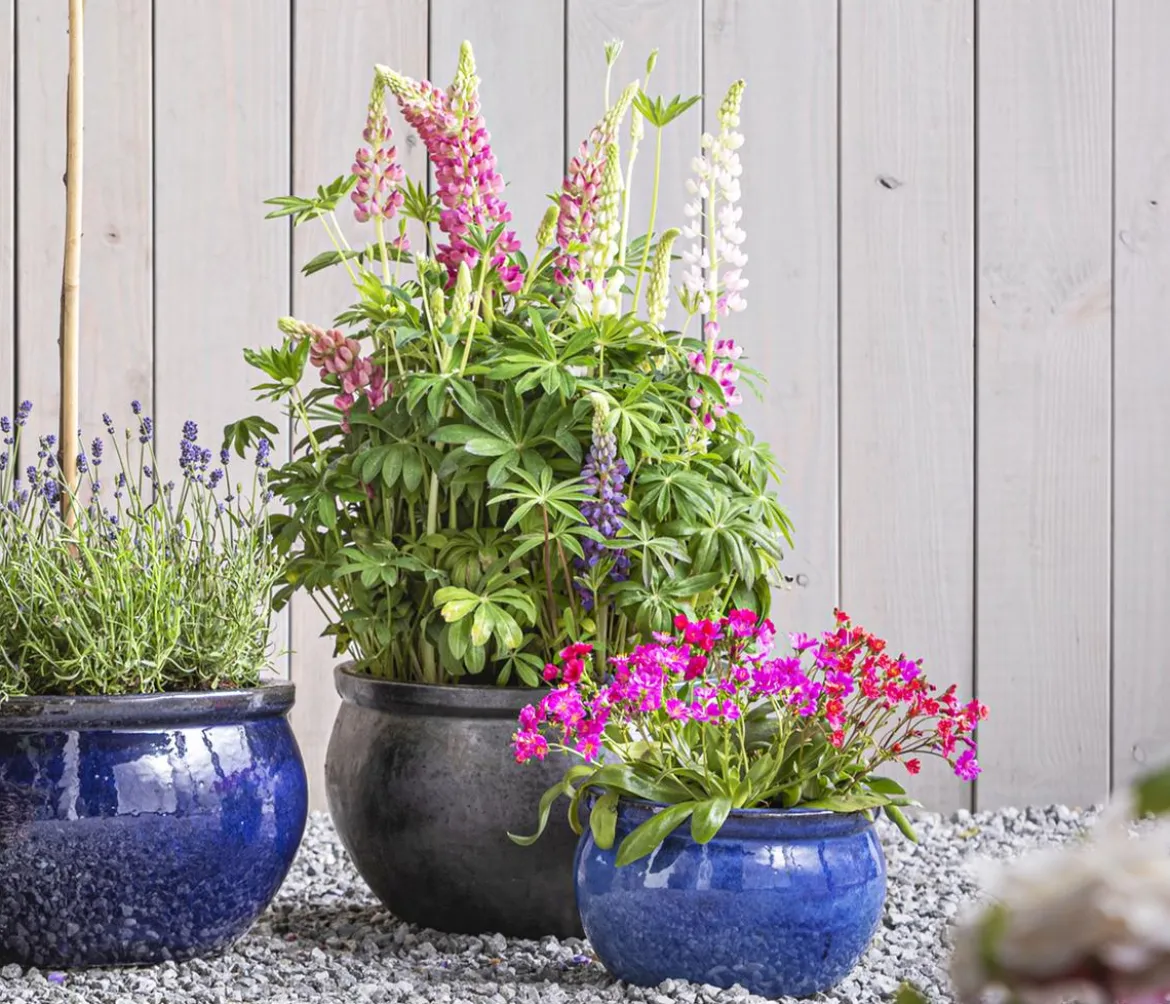 Lupine 'West Country', verschiedene Farben