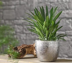 Madagaskarpalme - Pachypodium lamerei