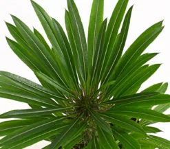 Madagaskarpalme - Pachypodium lamerei