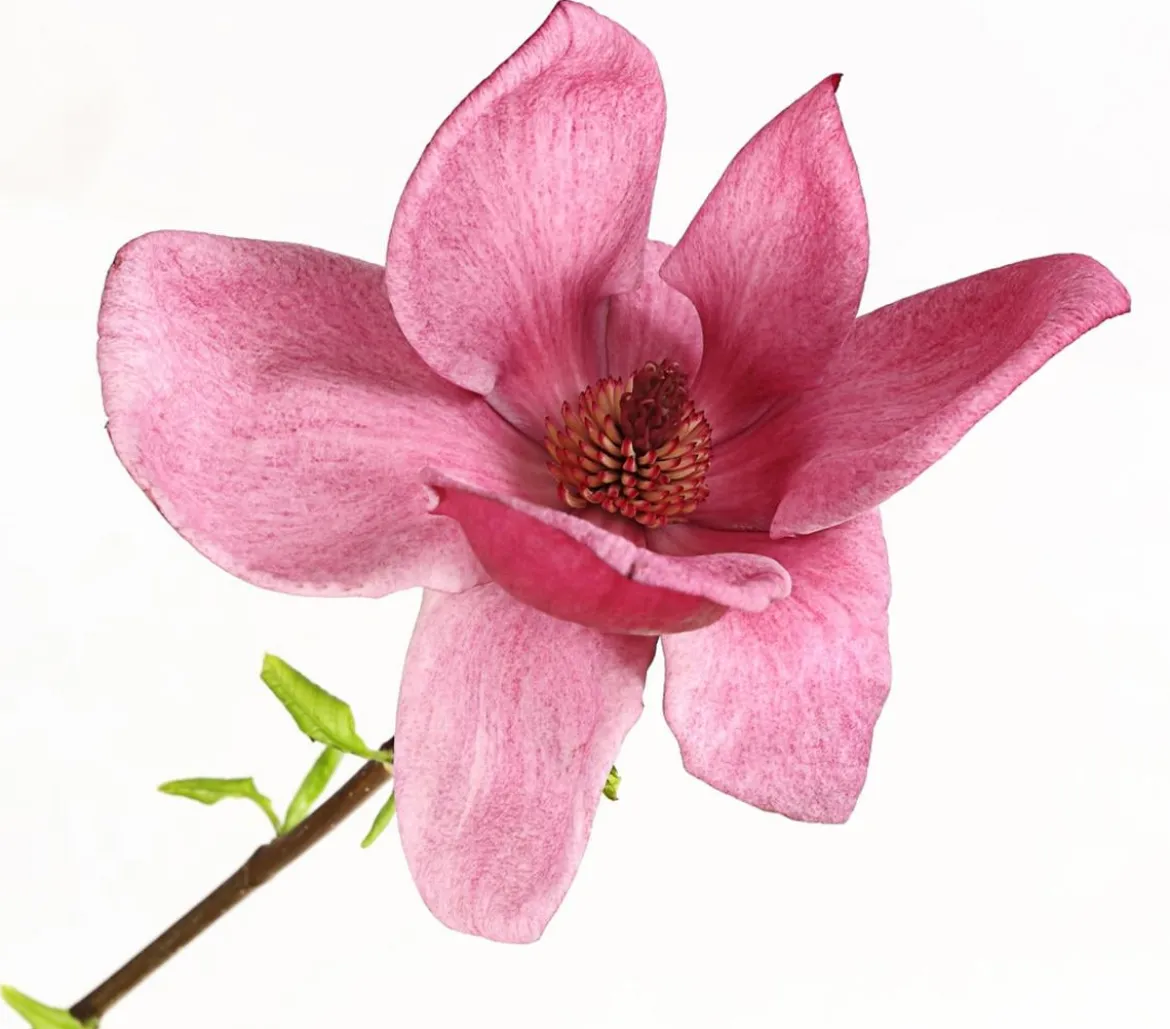 Magnolie 'Genie'