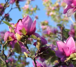 Magnolie 'Genie'