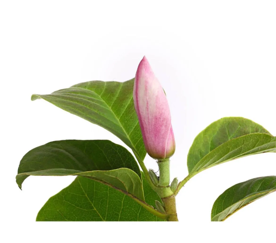 Magnolie 'Satisfaction'