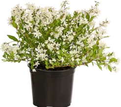 Maiblumenstrauch 'Yuki Snowflake®'