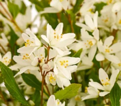 Maiblumenstrauch 'Yuki Snowflake®'
