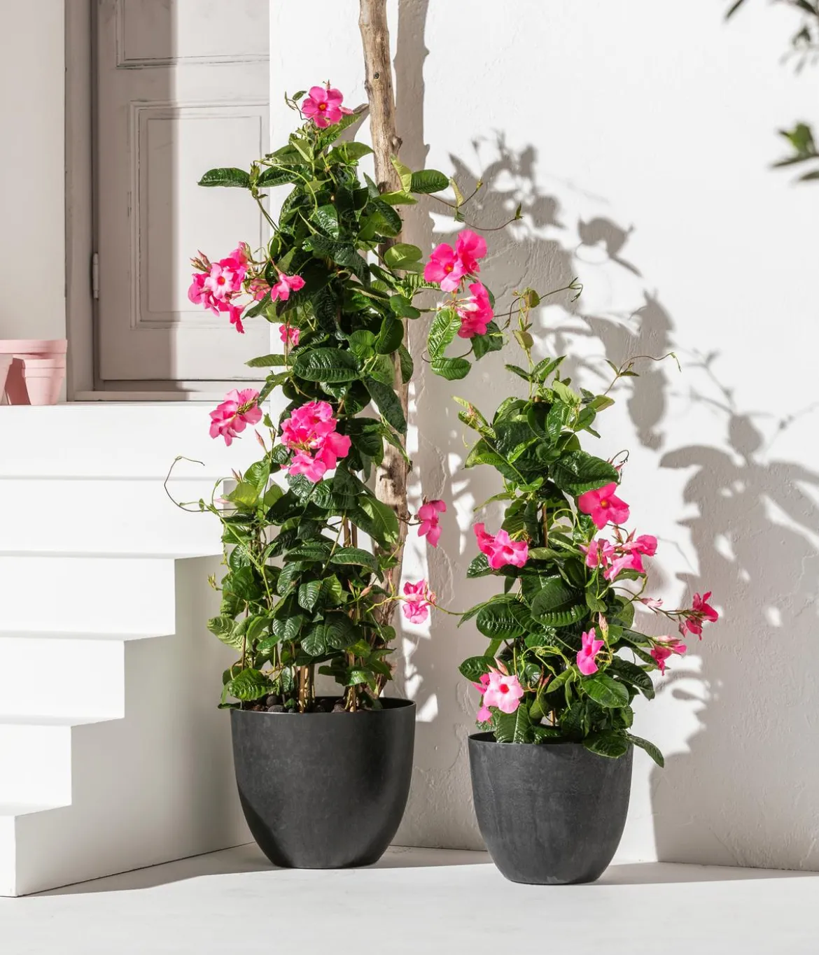Mandevilla, Pyramide, rosa