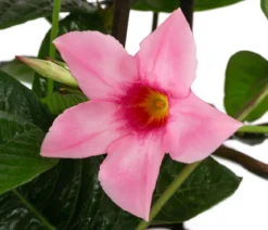 Mandevilla, Pyramide, rosa