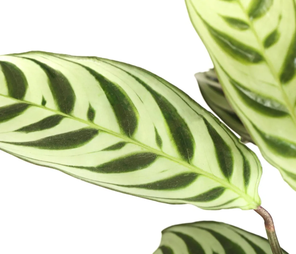 Marante - Ctenanthe burle-marxii