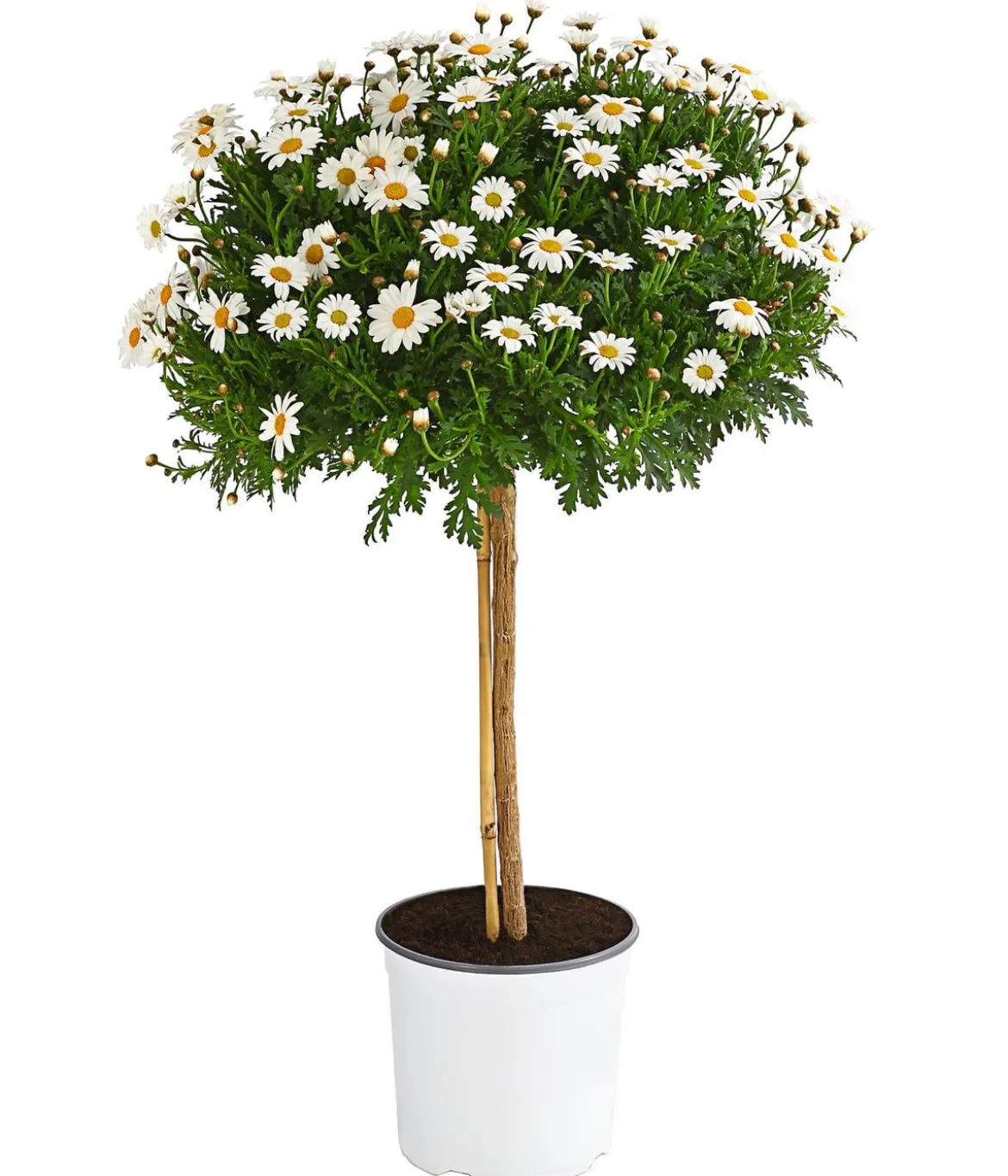 Margerite 'Bofinger', Stämmchen