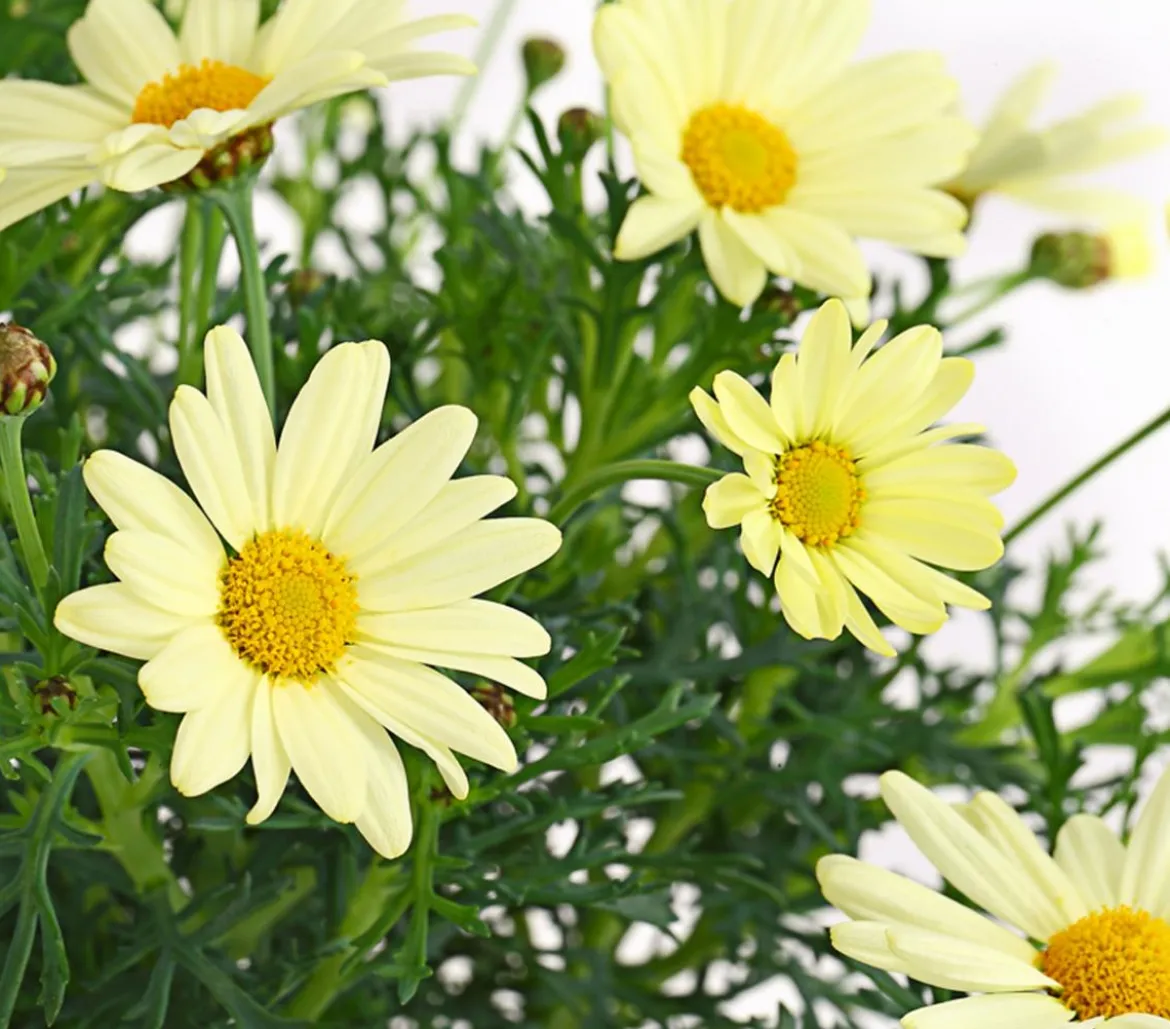 Margerite, Stämmchen, verschiedene Farben
