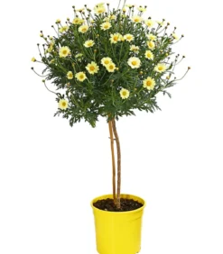 Margerite, Stämmchen, verschiedene Farben