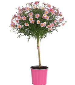 Margerite, Stämmchen, verschiedene Farben