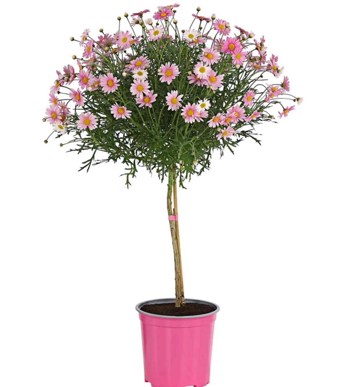 Margerite, Stämmchen, verschiedene Farben