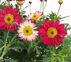 Margerite, Stämmchen, verschiedene Farben