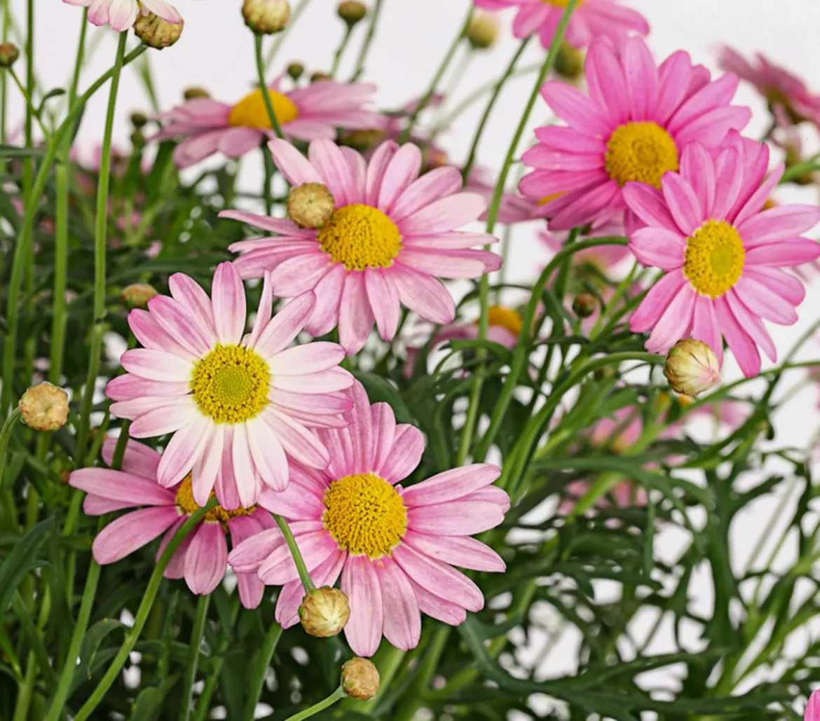 Margerite, Stämmchen, verschiedene Farben