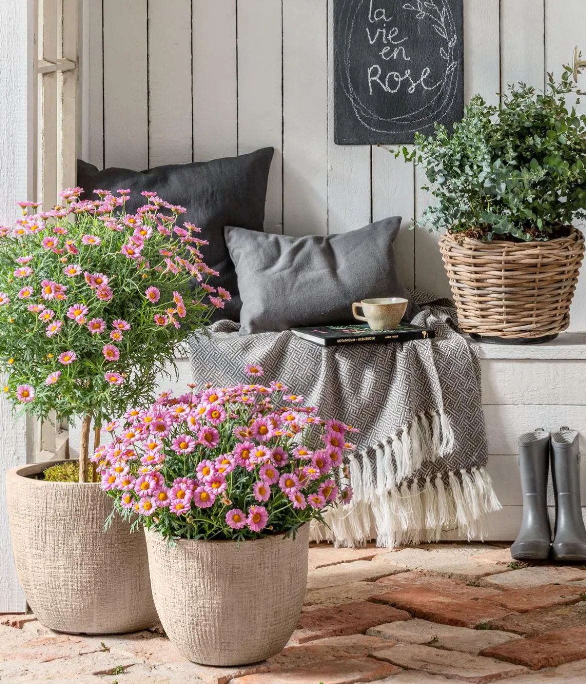 Margerite, Stämmchen, verschiedene Farben