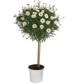 Margerite, Stämmchen, weiß