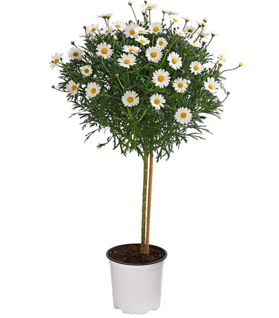 Margerite, Stämmchen, weiß