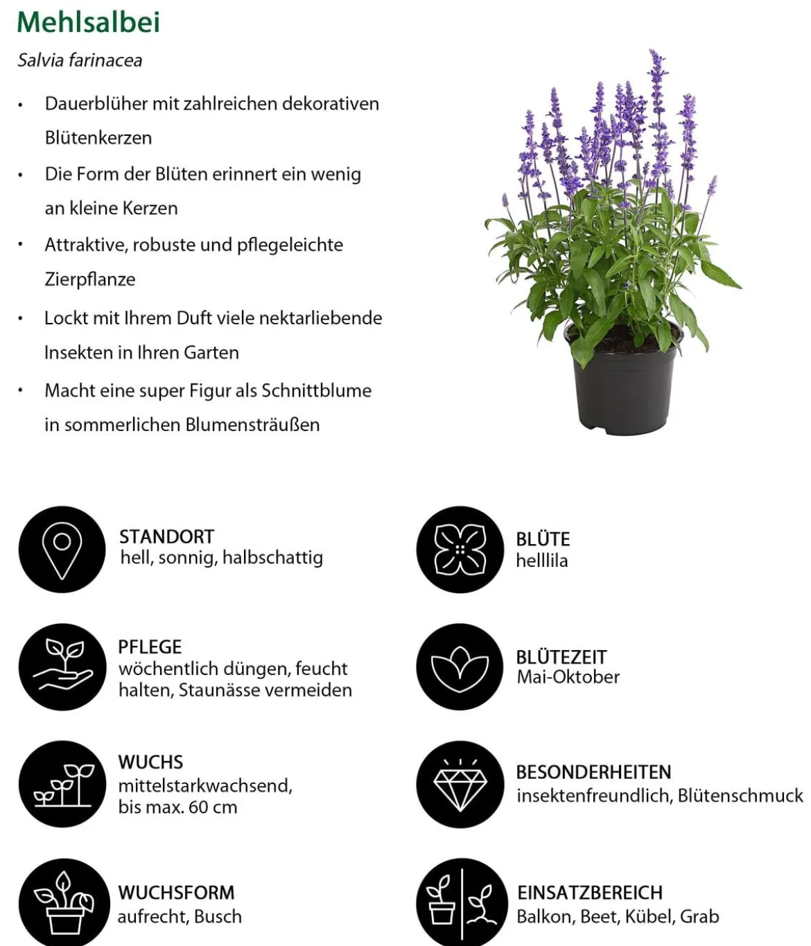 Mehlsalbei