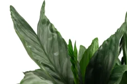 Metallische Bergpalme - Chamaedorea metallica