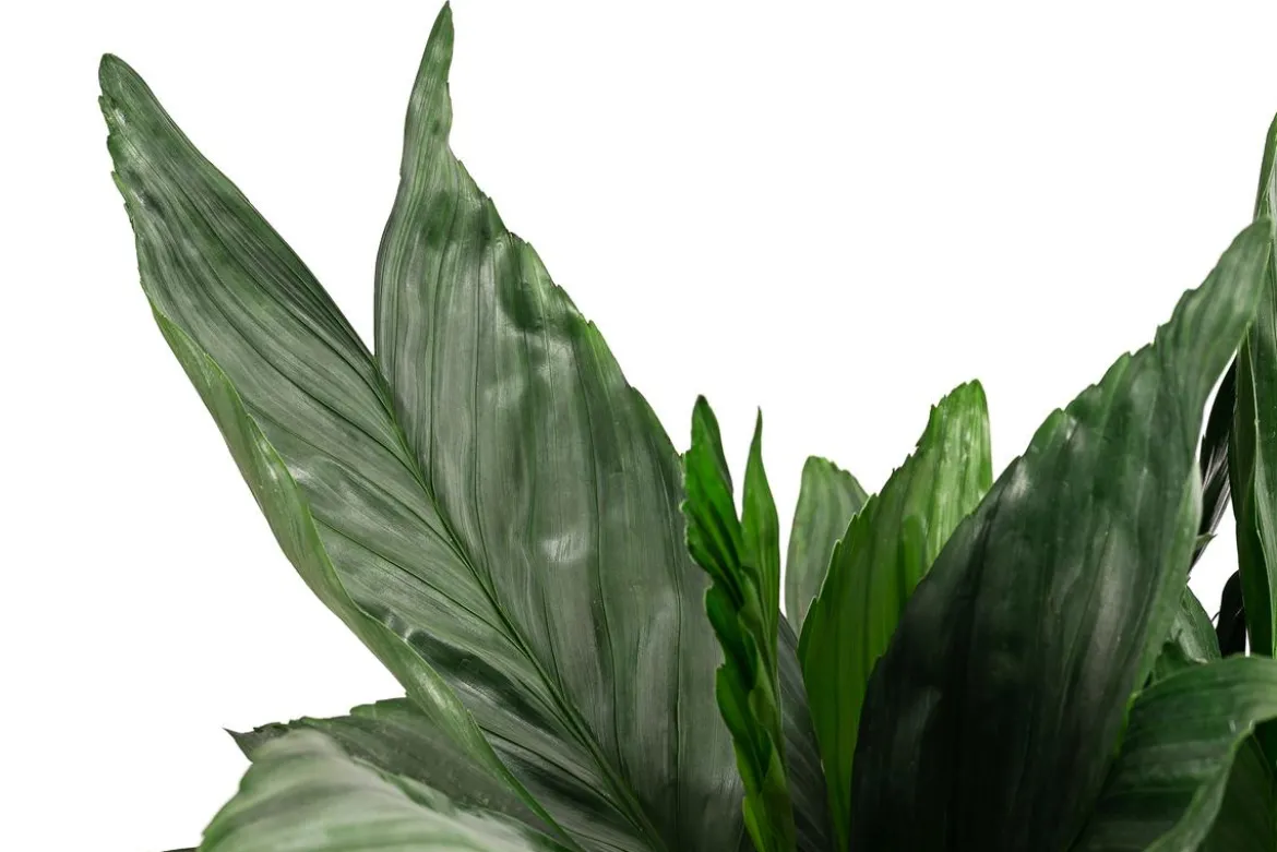 Metallische Bergpalme - Chamaedorea metallica