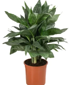 Metallische Bergpalme - Chamaedorea metallica