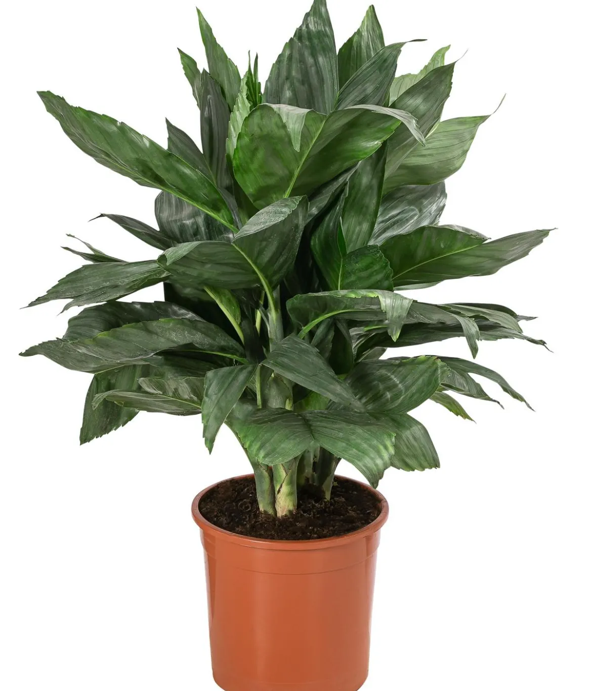 Metallische Bergpalme - Chamaedorea metallica