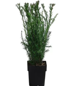 2-3 Meter Becher-Eibe 'Groenland', 10 x ca. 50 cm