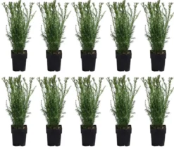 2-3 Meter Becher-Eibe 'Groenland', 10 x ca. 50 cm