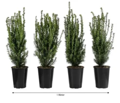 1 Meter Becher-Eibe 'Hillii', 4 x ca. 60-70 cm