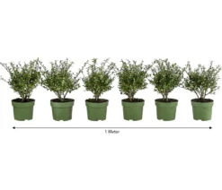 1 Meter Berg-Ilex 'Glory Gem', 6 x ca. 20-25 cm
