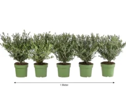 1 Meter Berg-Ilex 'Glory Gem', 5 x ca. 35 cm