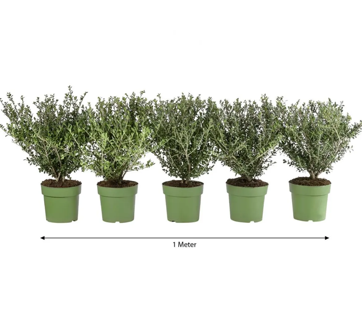 1 Meter Berg-Ilex 'Glory Gem', 5 x ca. 35 cm