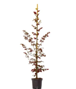 20 Meter Blutbuche ‘Purpurea‘, 100 x 100-125 cm