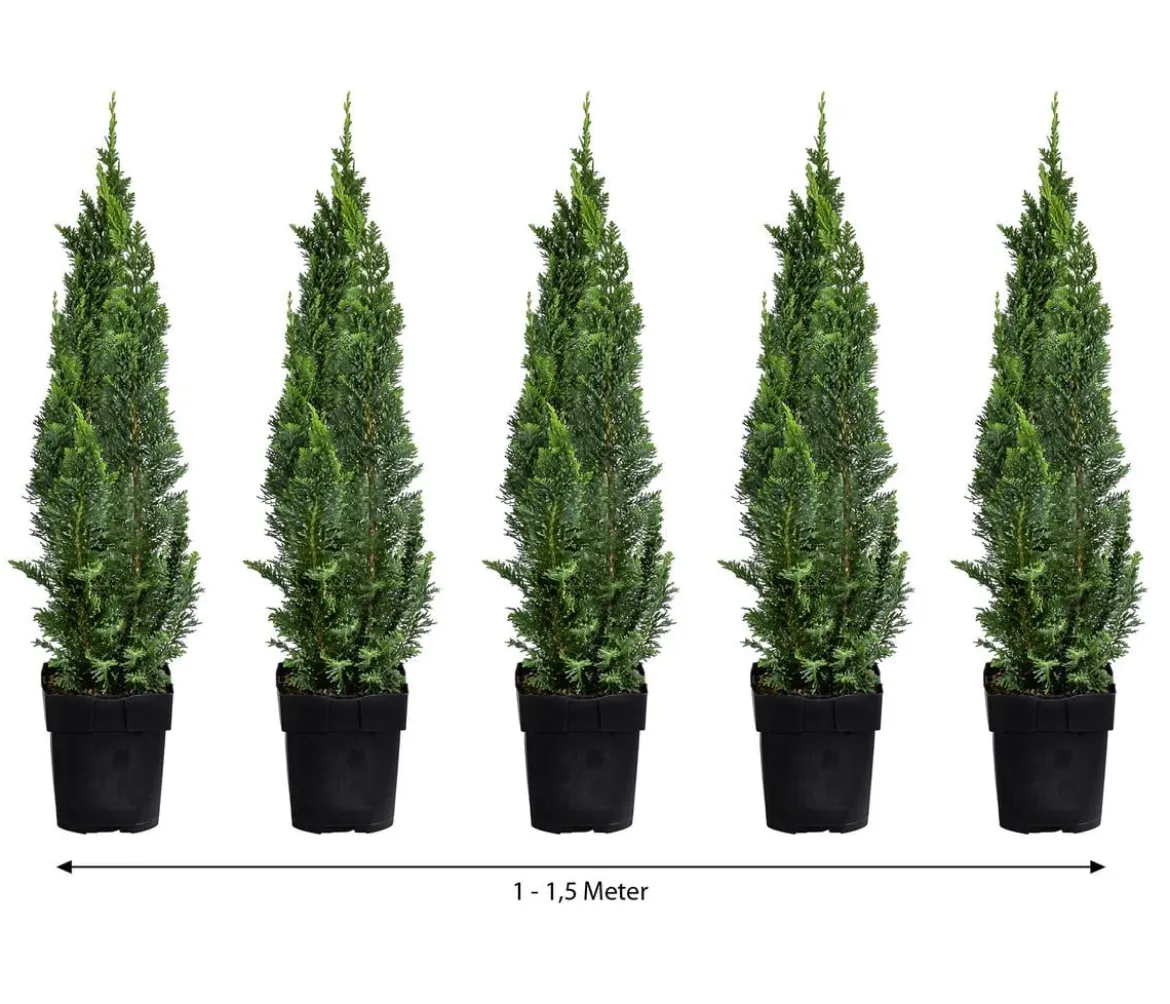1-1,5 Meter Gartenzypresse 'Little Spire', 5x ca. 30 cm