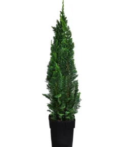 2-3 Meter Gartenzypresse 'Little Spire', 10 x ca. 30 cm