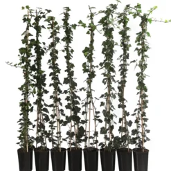 2 Meter Großblättriger Efeu 'Hibernica', 8 x ca. 120 cm