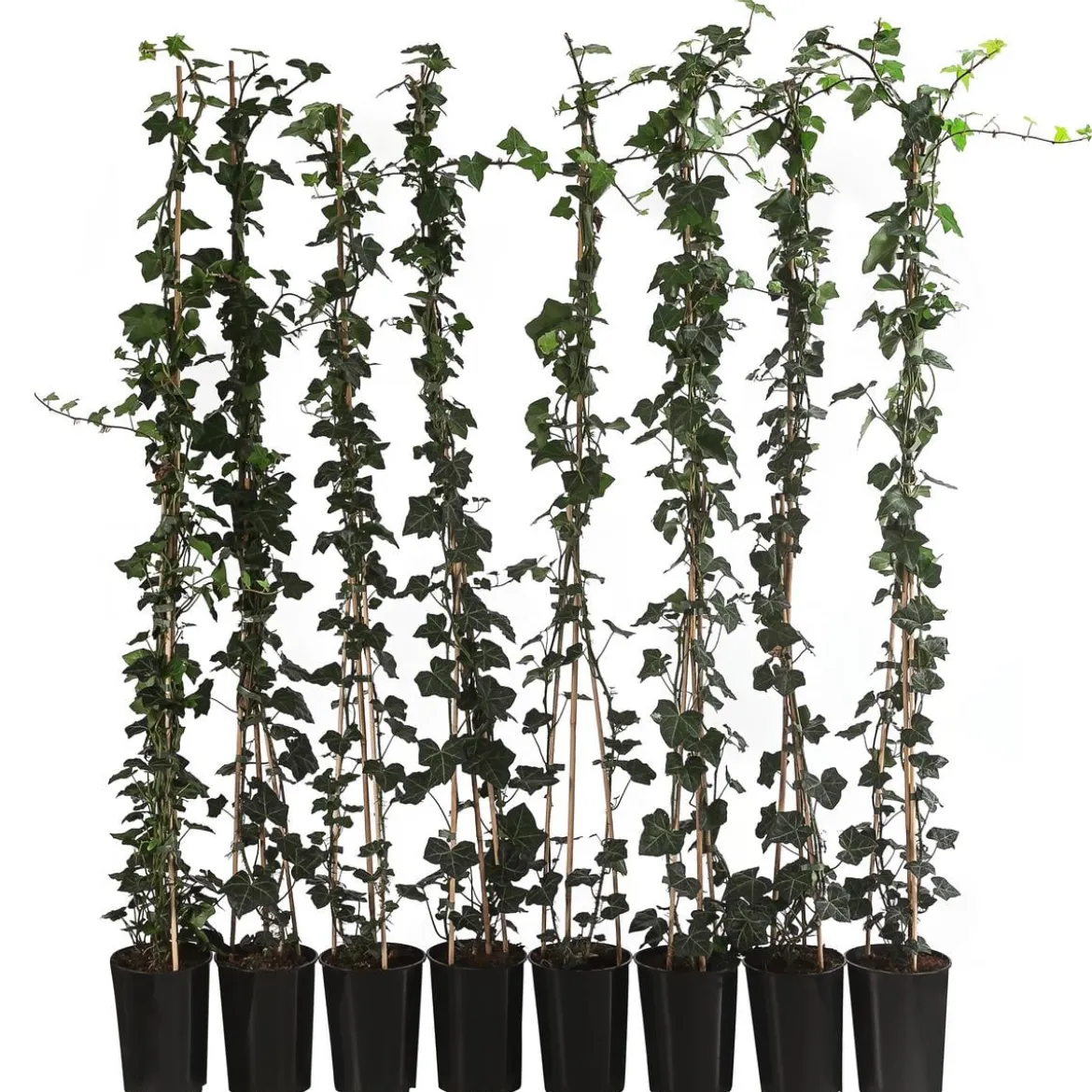 2 Meter Großblättriger Efeu 'Hibernica', 8 x ca. 120 cm
