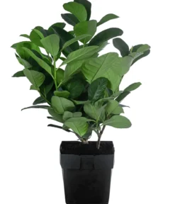 2-3 Meter Kirschlorbeer 'Etna', 10 x ca. 20-30 cm