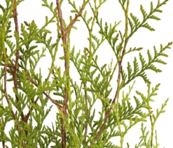 7 Meter Lebensbaum 'Brabant', 12 x ca. 140-160 cm