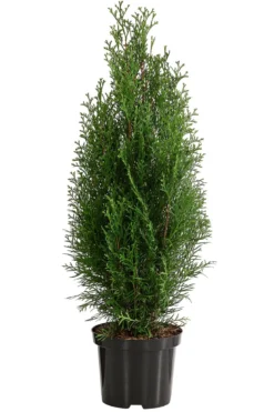 2 Meter Lebensbaum 'Smaragd', 8 x ca. 60-70 cm
