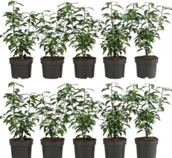 2-3 Meter Portugiesischer Kirschlorbeer 'Angustifolia', 10 x ca. 30-35 cm