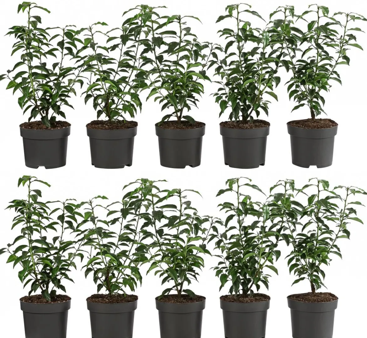 2-3 Meter Portugiesischer Kirschlorbeer 'Angustifolia', 10 x ca. 30-35 cm