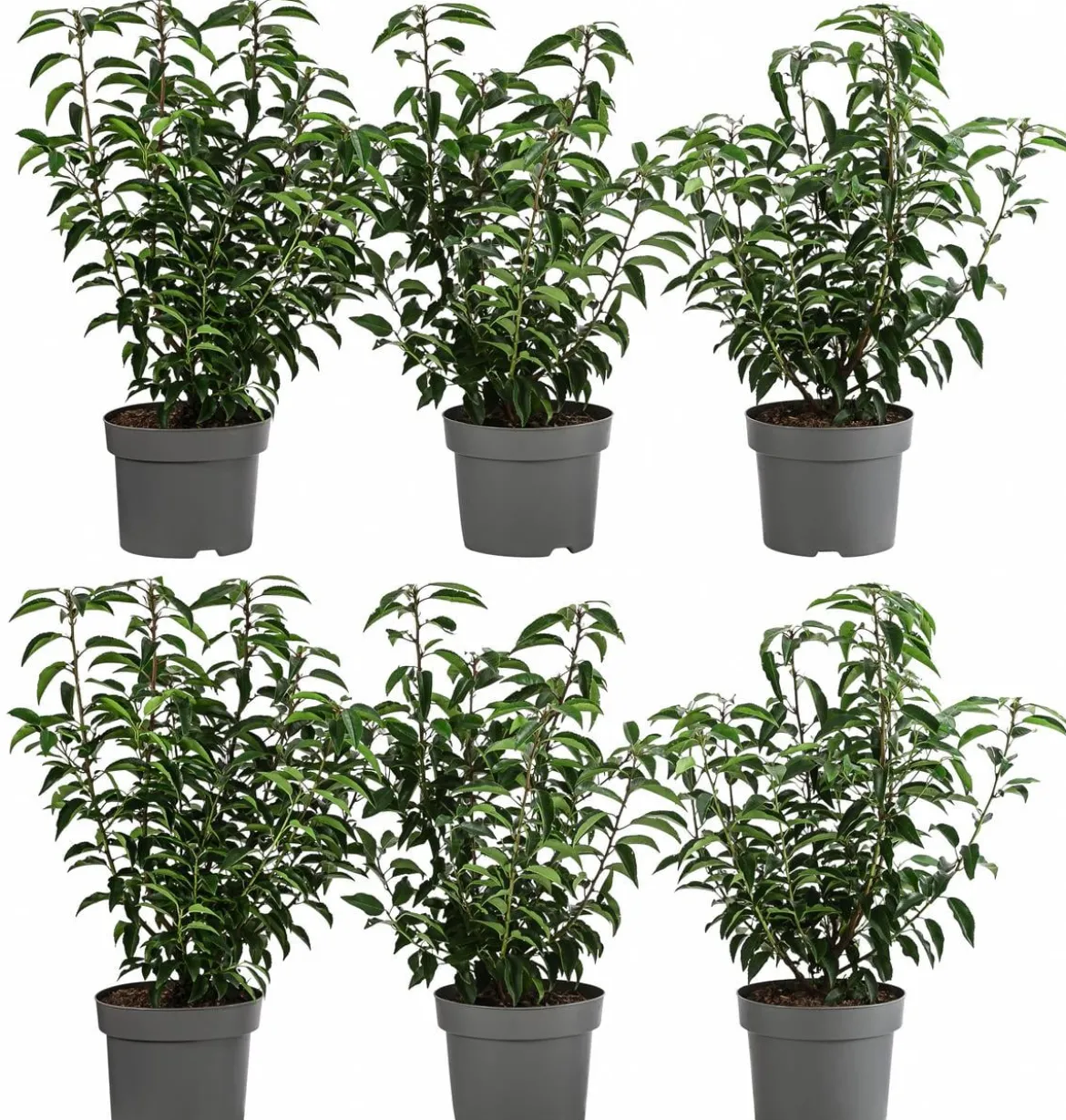 2 Meter Portugiesischer Kirschlorbeer 'Angustifolia', 6 x ca. 40-60 cm