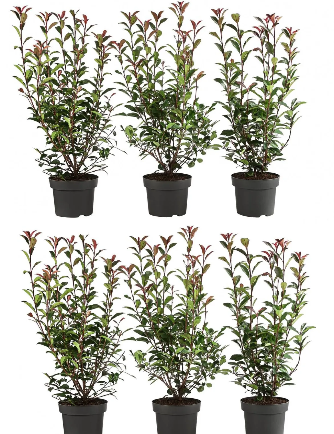 2 Meter Purpur-Glanzmispel 'Carre Rouge', 6 x ca. 40-60 cm